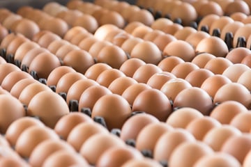 ThermoWeb_060917_Eggs.png